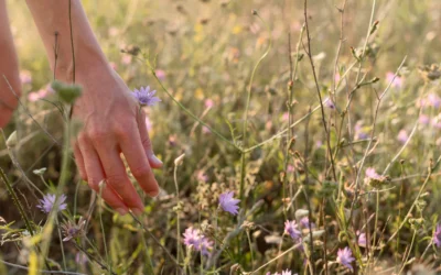Pollen in South Africa: What Five Years of Data Means for People with Allergies